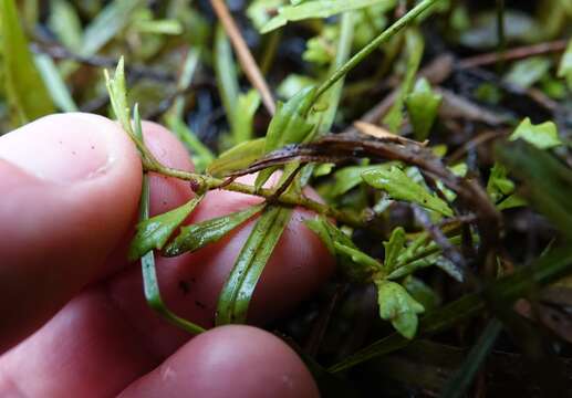 Слика од Centipeda minima subsp. minima