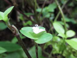 Image de Tradescantia schippii D. R. Hunt