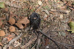 Image of Iberian Mole