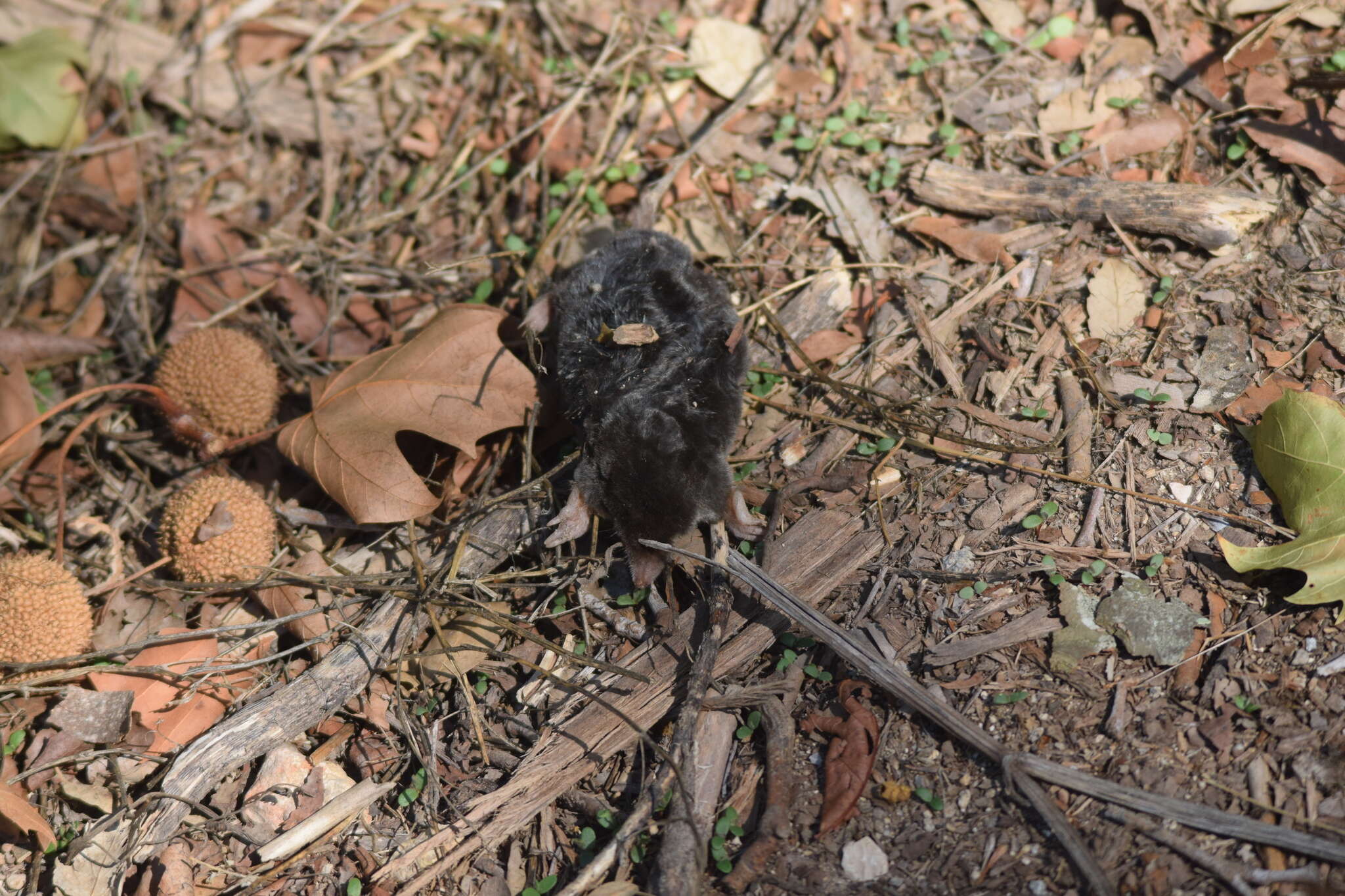 Image of Iberian Mole