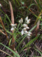 Imagem de Pseudognaphalium obtusifolium (L.) O. M. Hilliard & B. L. Burtt