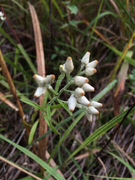 Image of rabbit-tobacco