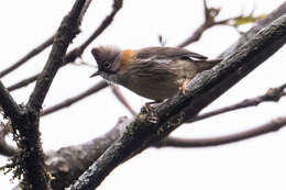 Image of Rufous-vented Yuhina