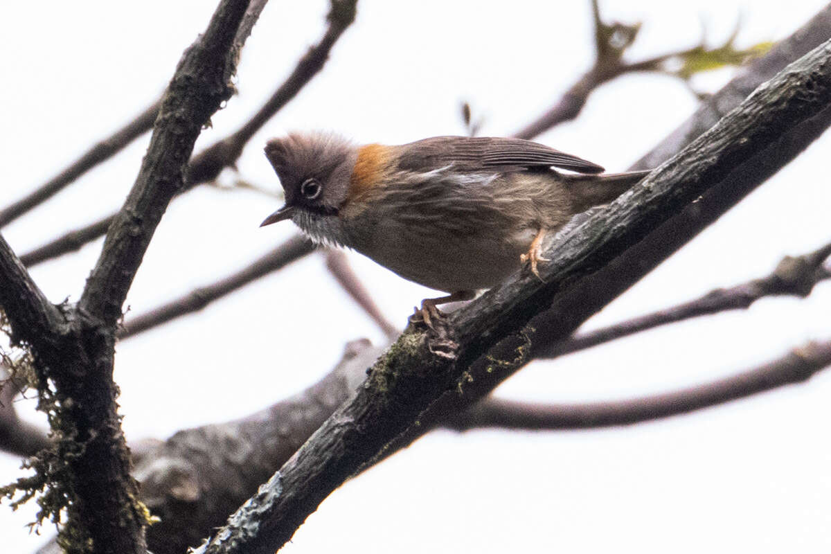 Image de Yuhina à ventre roux