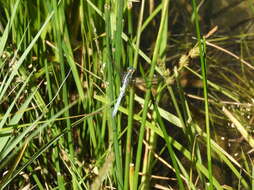 Image de Dasythemis mincki (Karsch 1890)