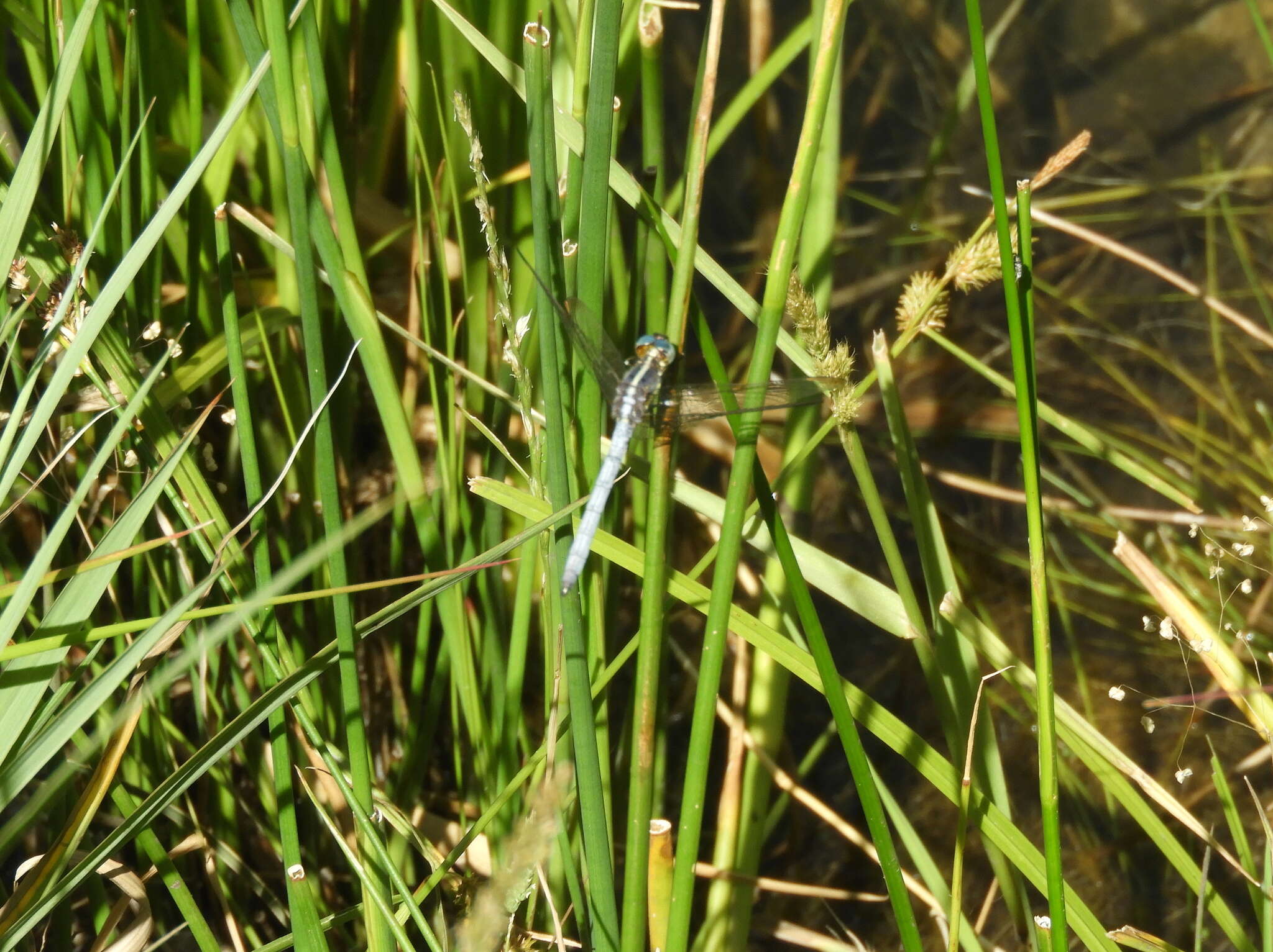 Image de Dasythemis mincki (Karsch 1890)