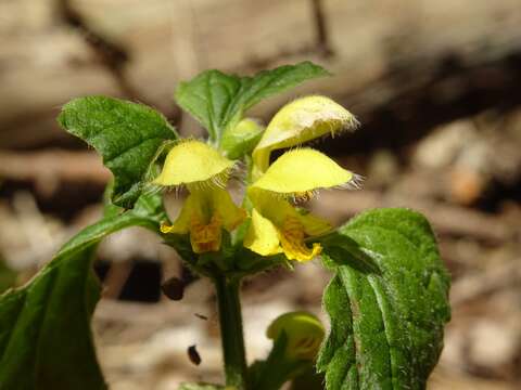 Image of Lamium galeobdolon subsp. galeobdolon