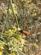 Image of Tarantula Hawk