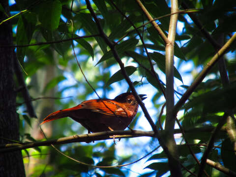 Image of Red-crowned Ant Tanager