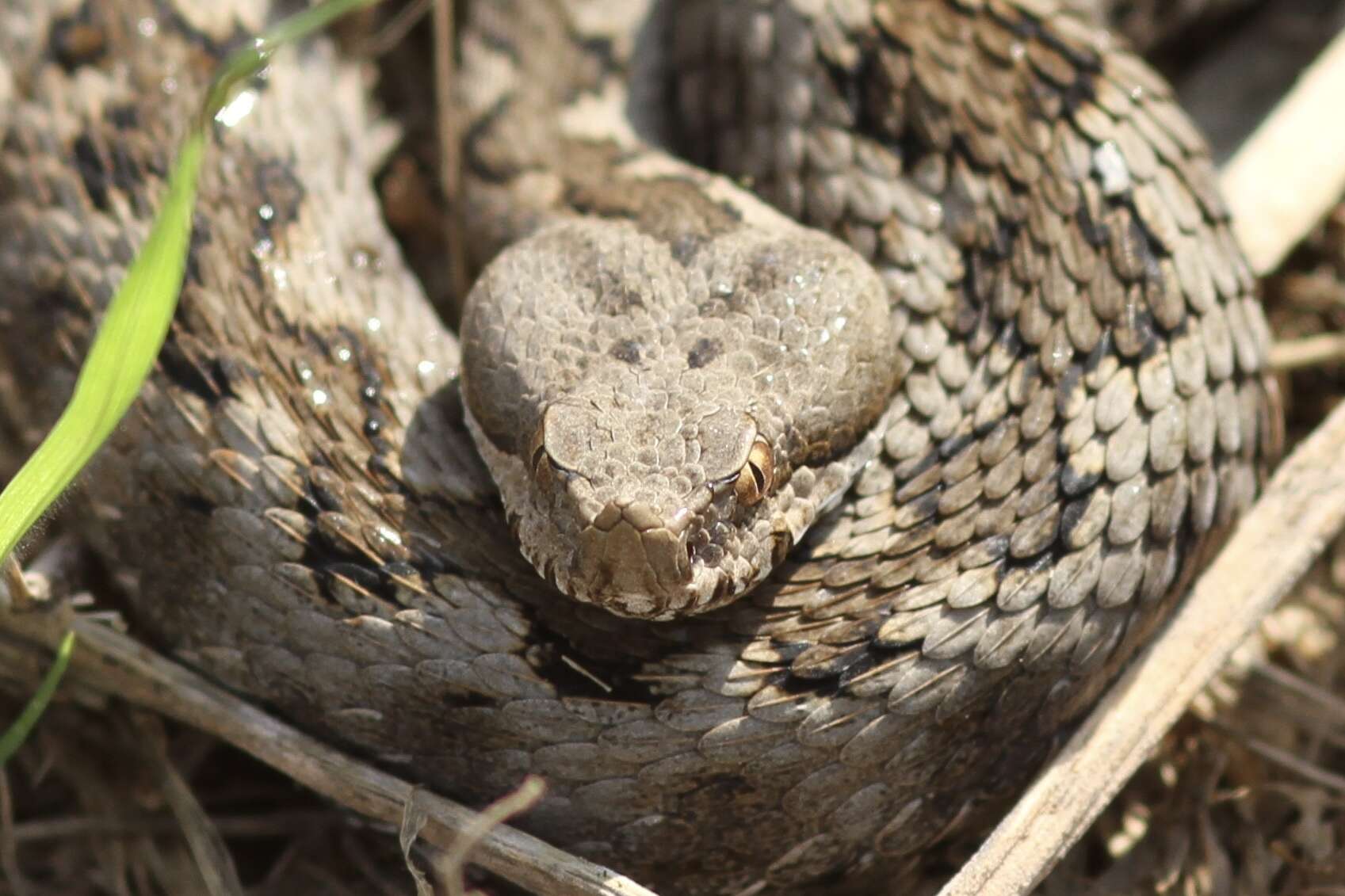 Image of Vipera latastei gaditana Saint Girons 1977