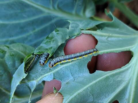 Image of Cross-striped Cabbageworm