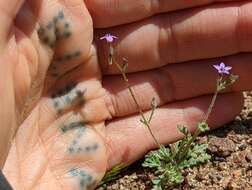 Gilia brecciarum subsp. jacens (A. D. Grant & V. E. Grant) A. G. Day的圖片