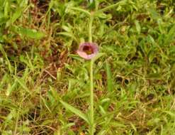 Image of Centranthera indica (L.) Gamble