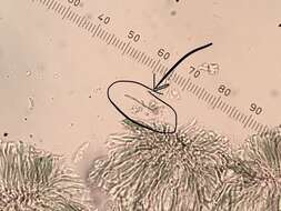 Image of Bacidina egenula (Nyl.) Vezda