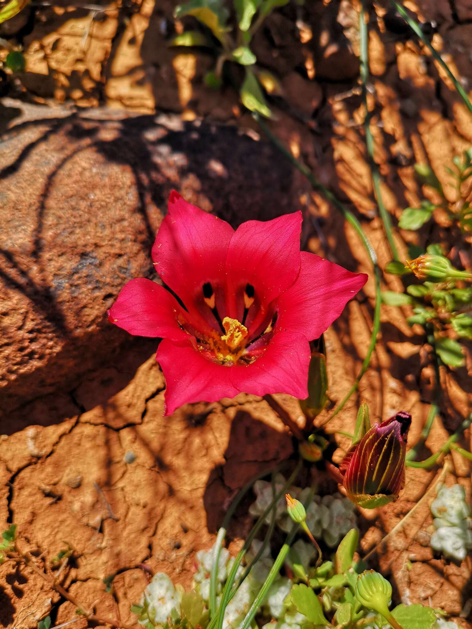 Image of Romulea monadelpha (Sweet ex Steud.) Baker