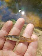 Image of Speckled killifish