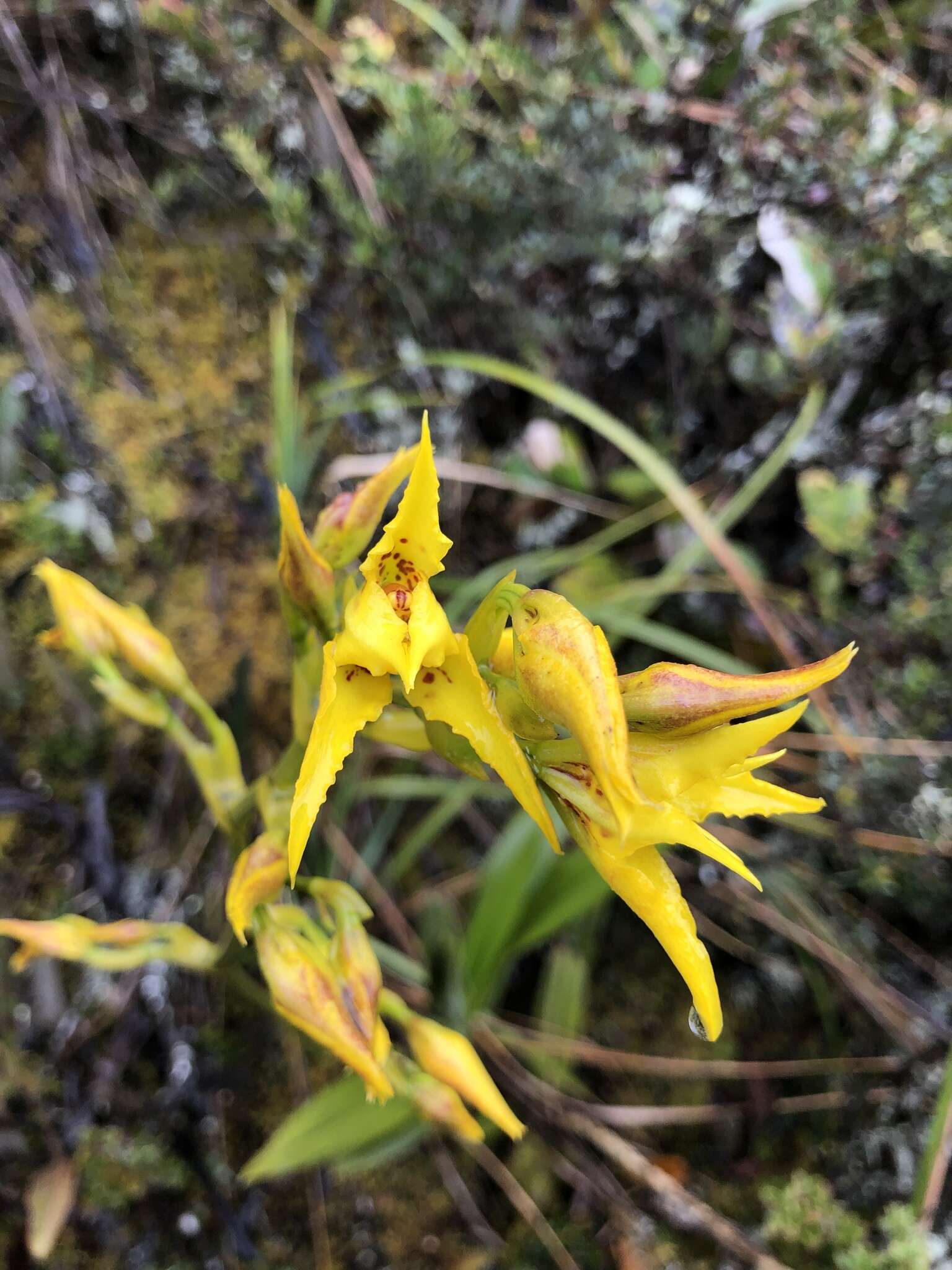 Image of Cyrtochilum auropurpureum (Rchb. fil.) Dalström