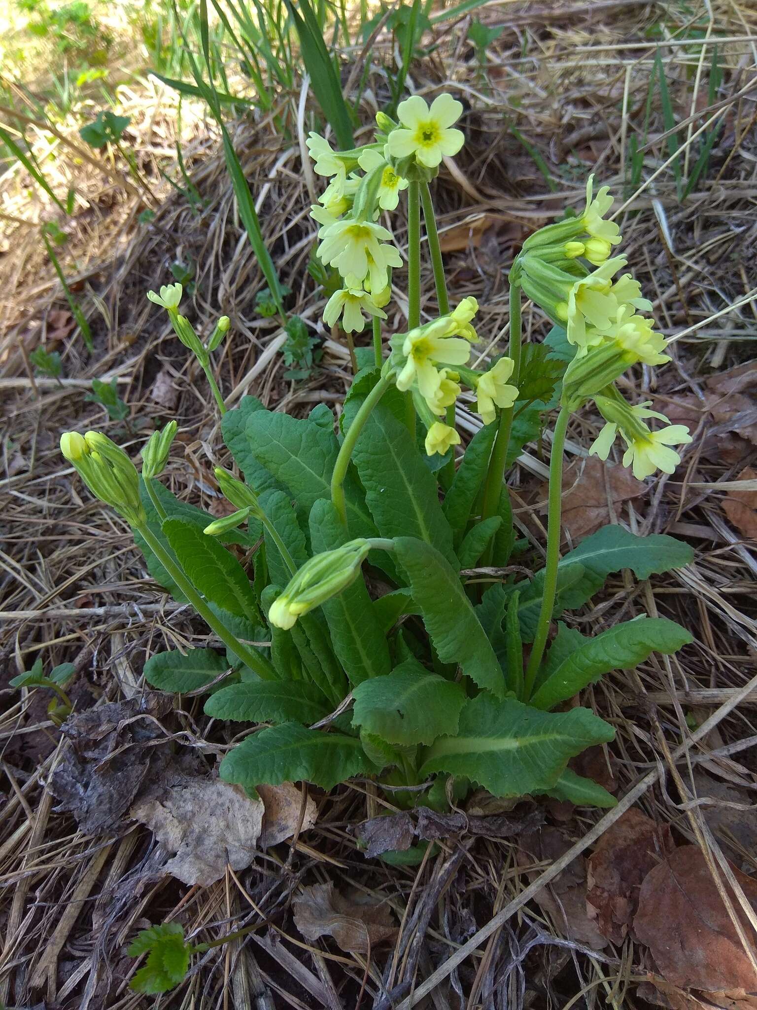 Image of Primula elatior subsp. pallasii (Lehm.) W. W. Sm. & Forrest