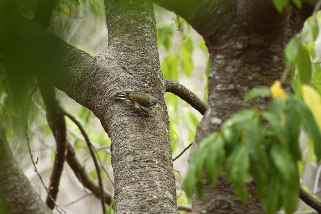 Image of Lesser Honeyguide