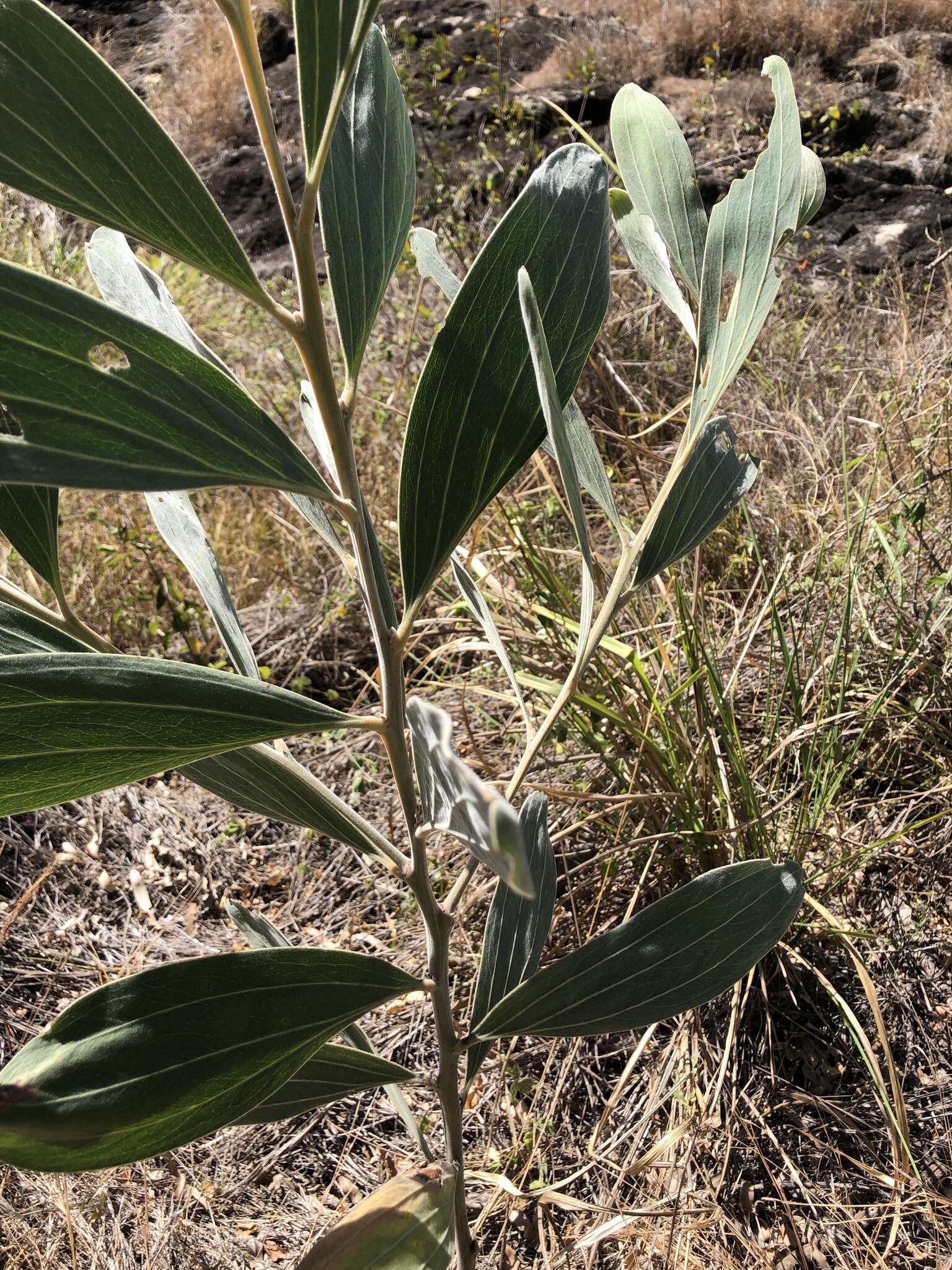 Слика од Acacia holosericea A. Cunn. ex G. Don