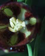 Image of Fritillaria oranensis Pomel