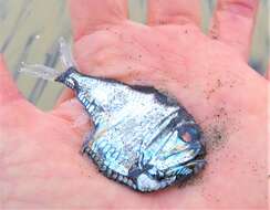 Image of Hatchet fish