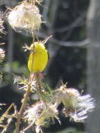 Image of American Goldfinch