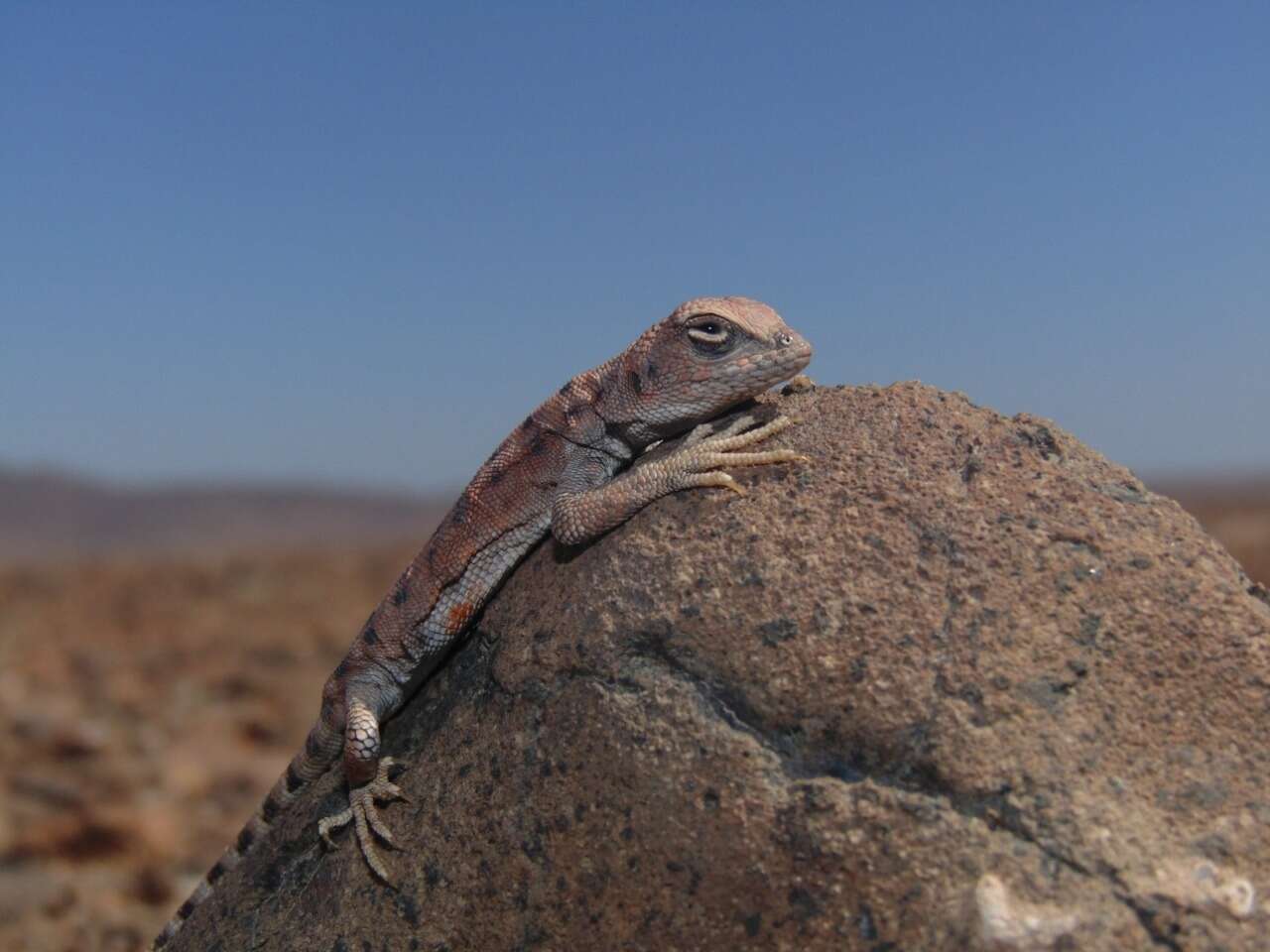 Image of Liolaemus audituvelatus (Núñez & Yáñez 1983)