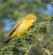 Image of Pale White-eye