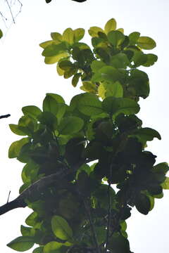 Image of Ponderosa lemon