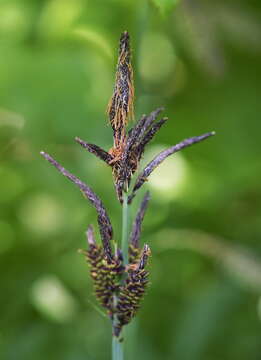 Image of glaucous sedge