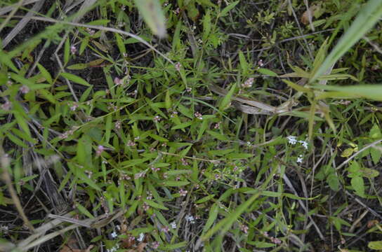 Image of Pygmy Smartweed