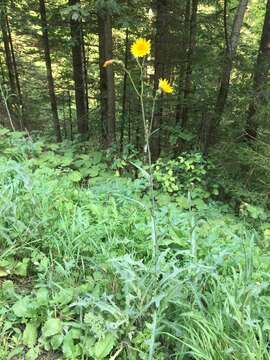 Plancia ëd Sonchus arvensis L.