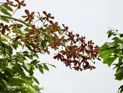 Grammatophyllum speciosum Blume的圖片