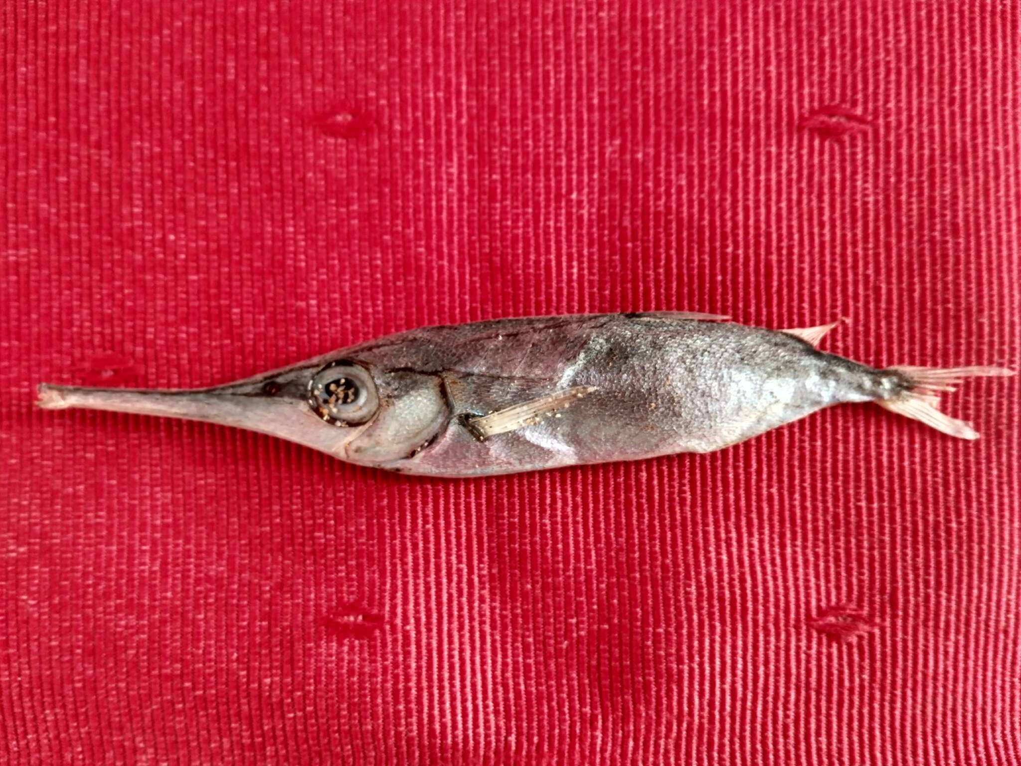 Image of Slender snipefish