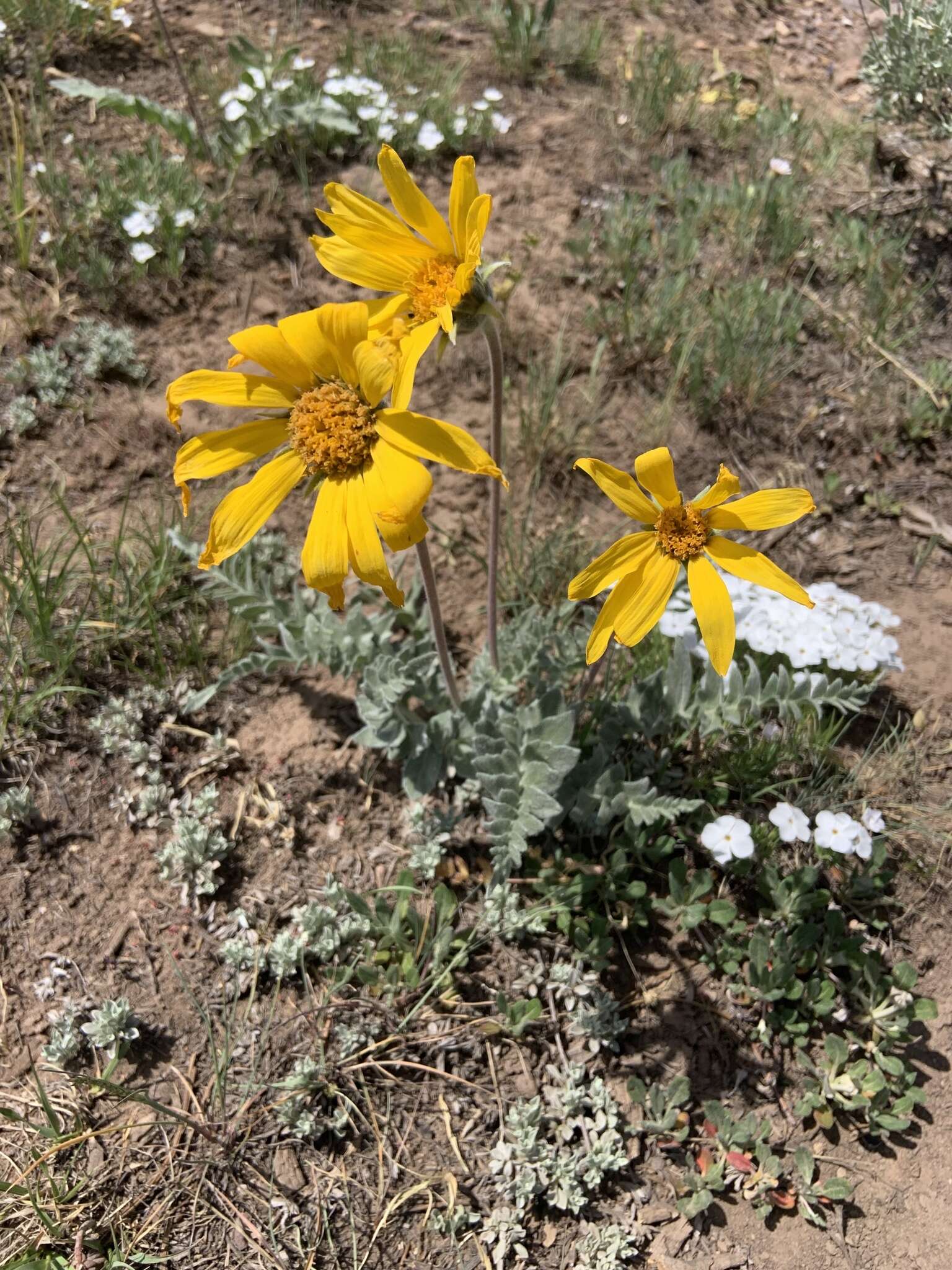 Imagem de Balsamorhiza incana Nutt.