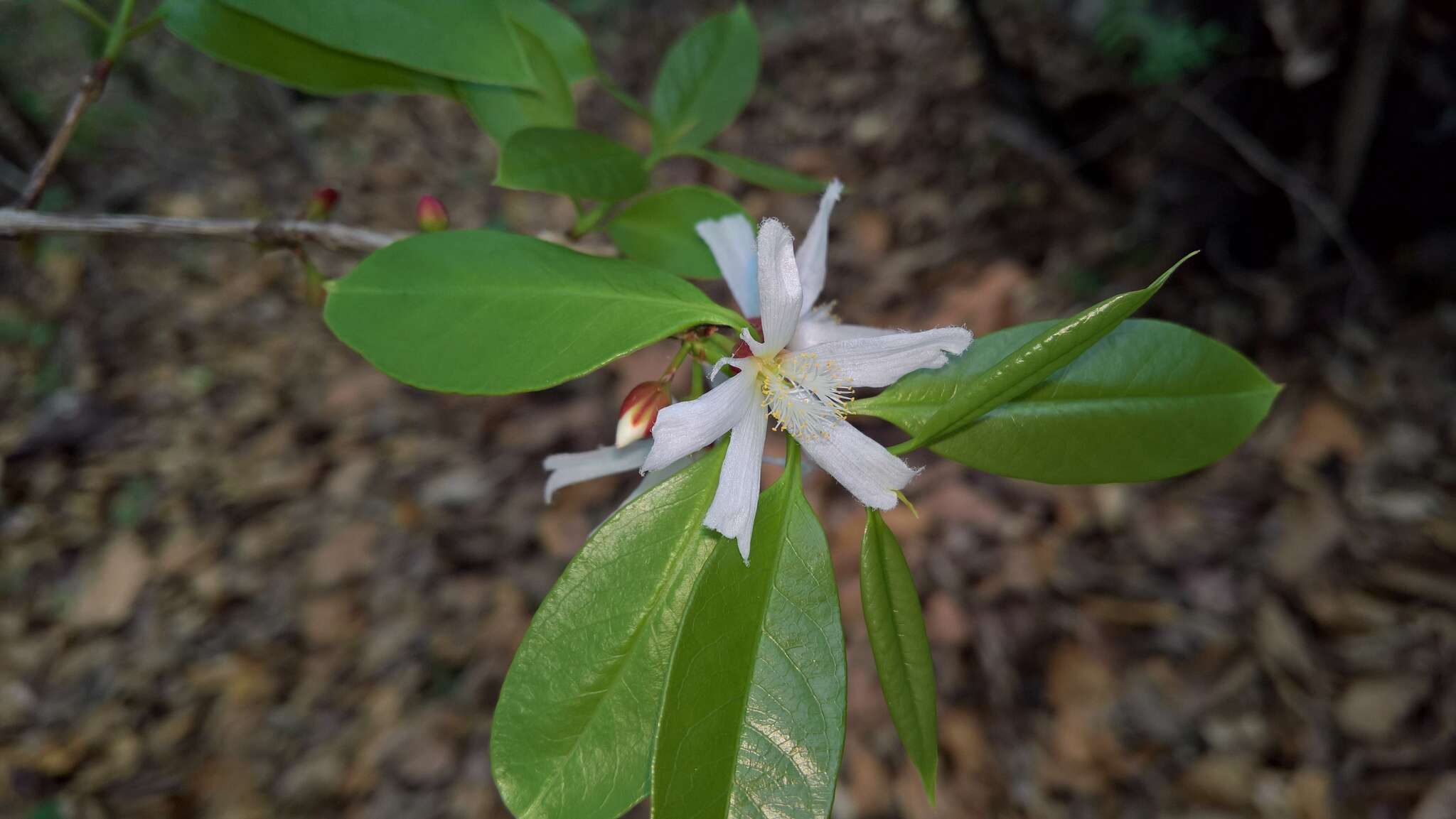 Image of Cratoxylum formosum subsp. formosum