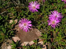 صورة Cephalophyllum rostellum (L. Bo I.) H. E. K. Hartm.