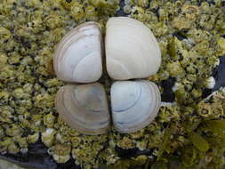 Image of surf clam