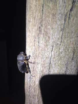 Megasoma thersites Le Conte 1861 resmi