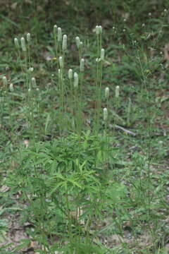 Image of candle anemone