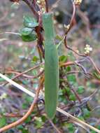 Image of New Zealand mantis