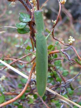 Image of New Zealand mantis