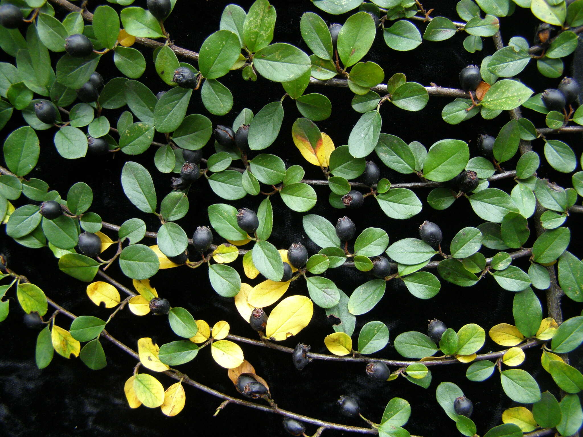 صورة Cotoneaster nitens Rehd. & E. H. Wilson