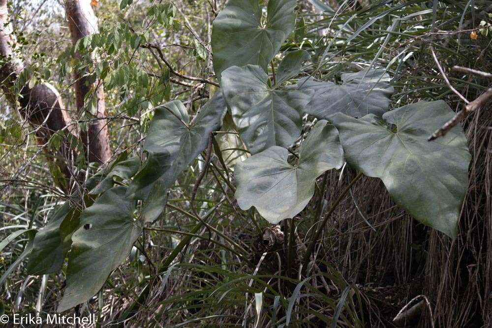 Sivun Anthurium grandifolium (Jacq.) Kunth kuva