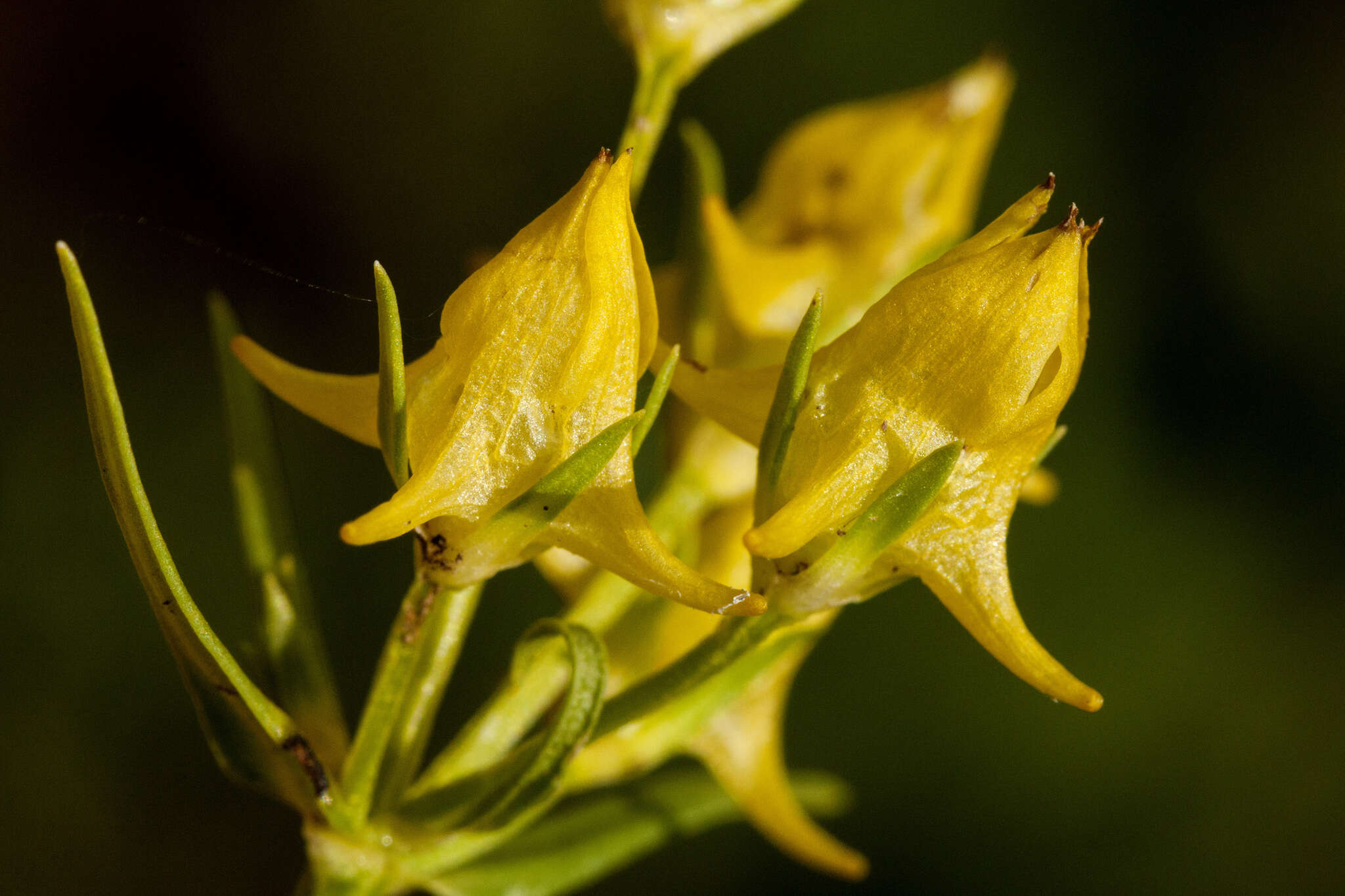 Image of Mt. Graham Spurred-Gentian