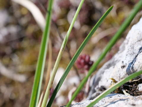 Image of Sesleria caerulea (L.) Ard.