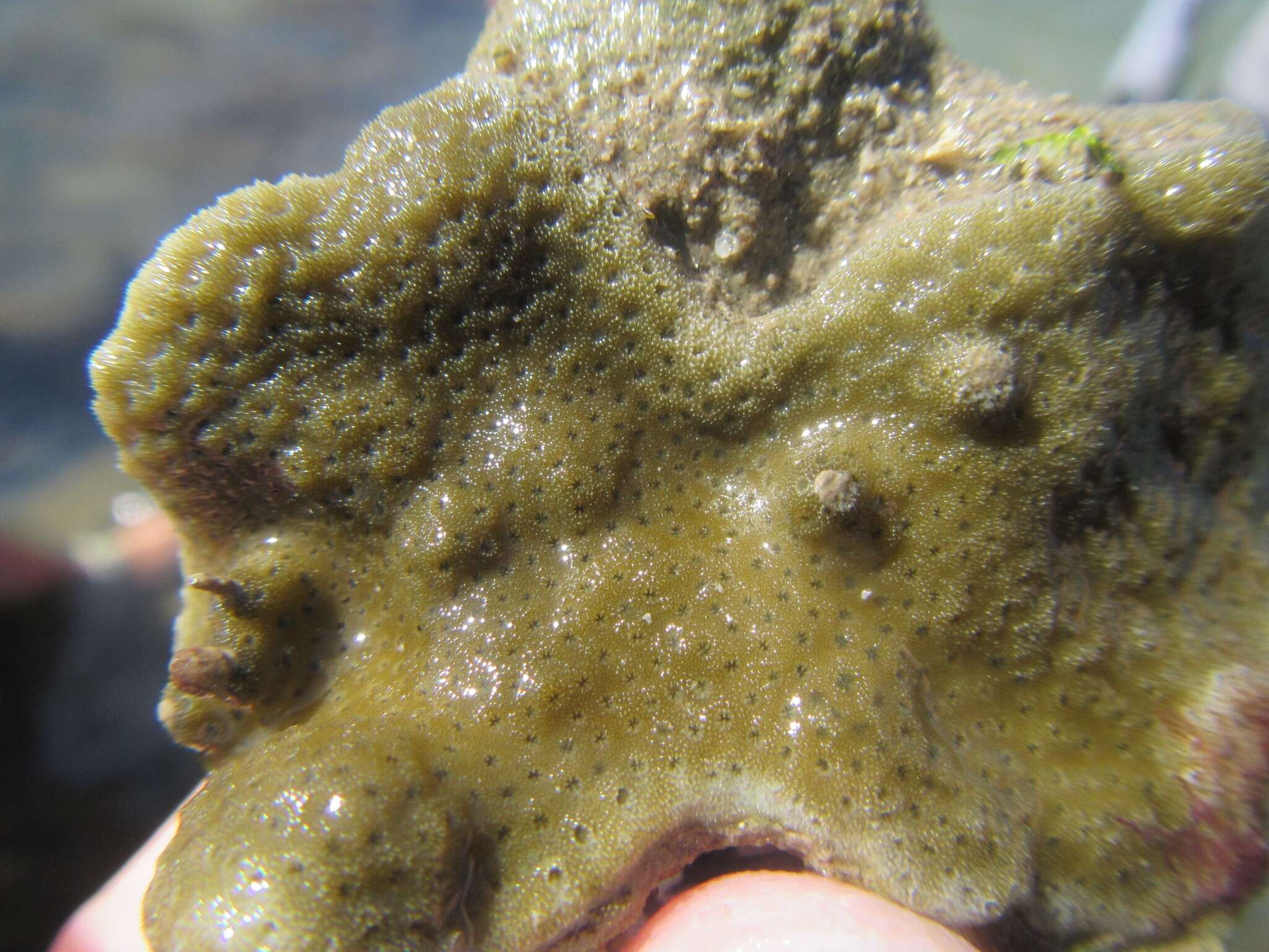 Image of Branched Sandpaper Coral