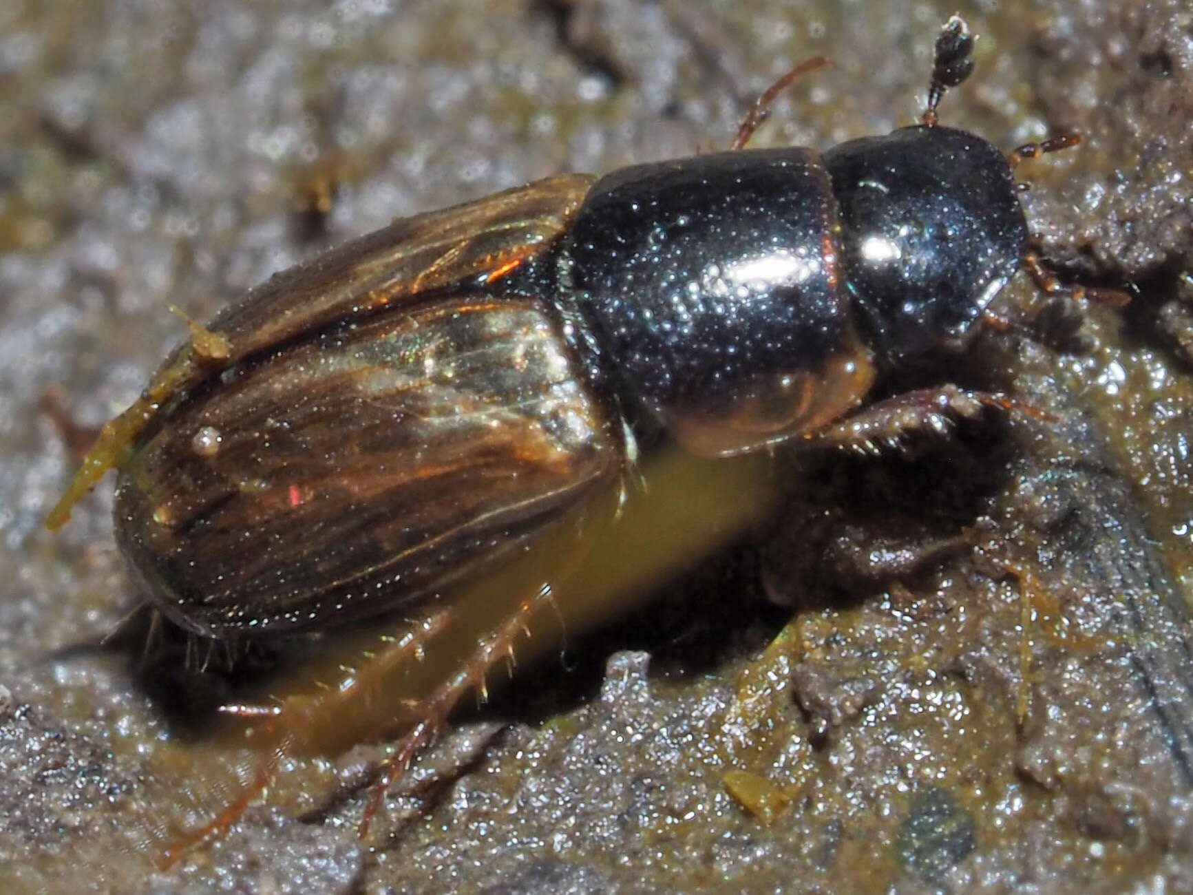 Image of Horse Dung Beetle