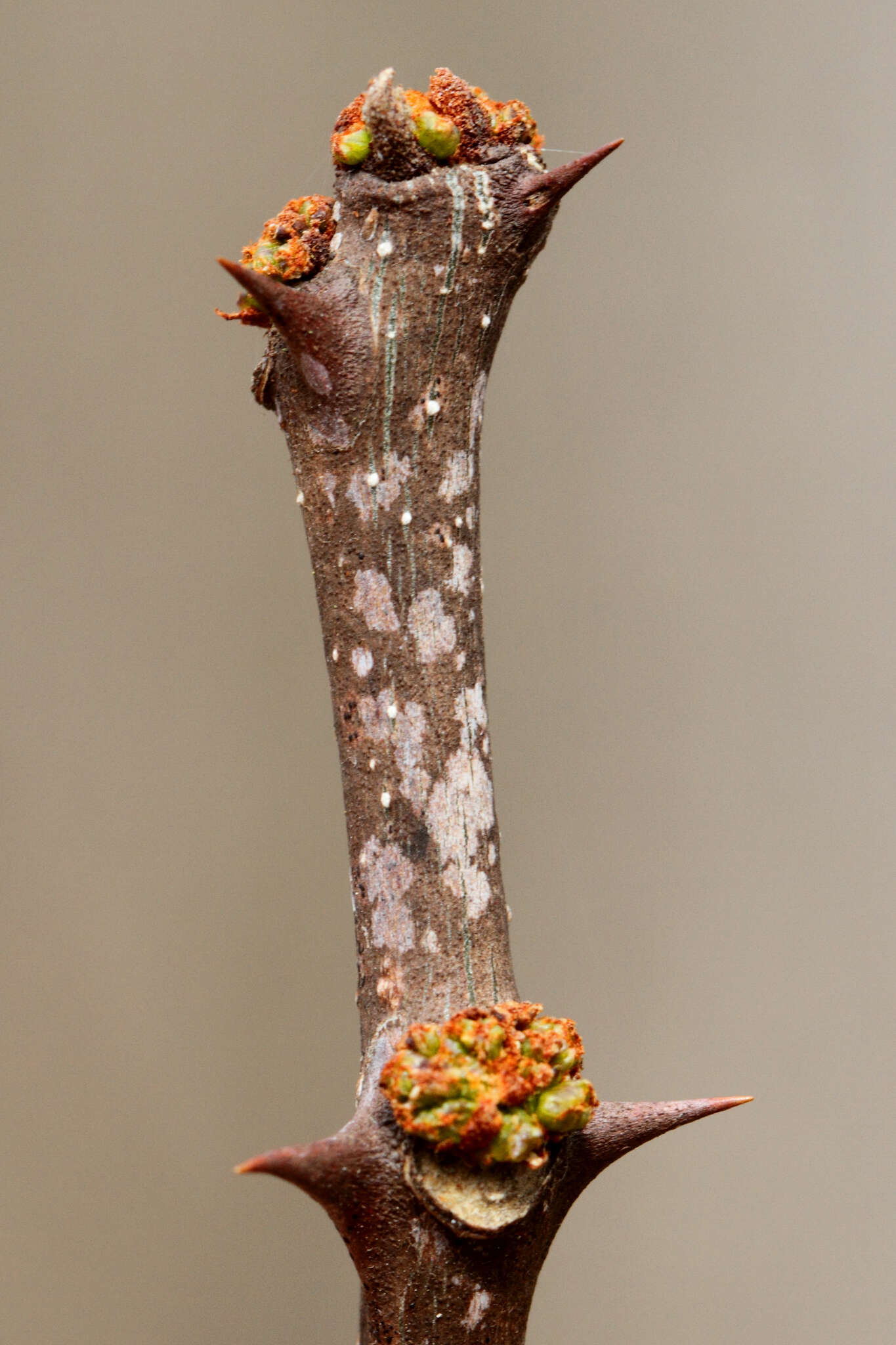 Image of common pricklyash